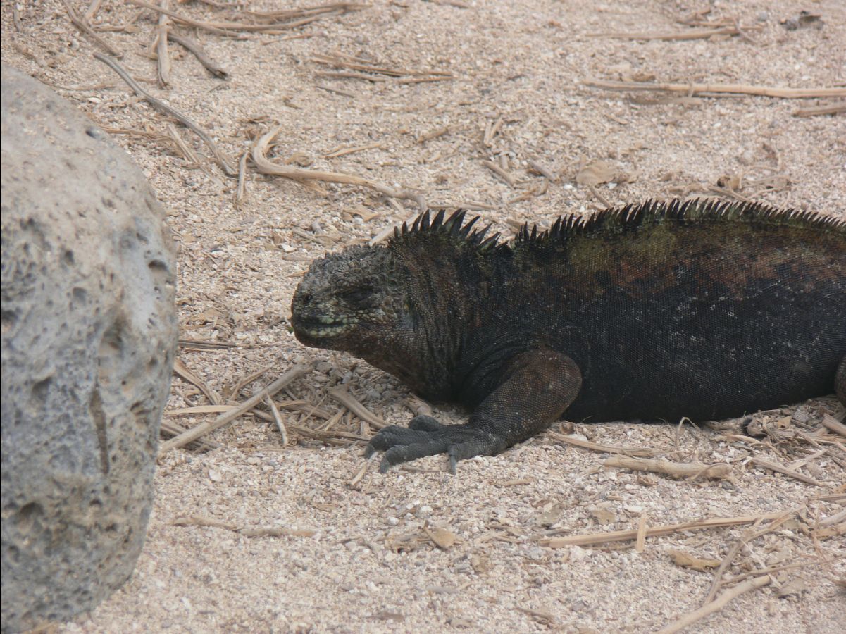 Marine Iguana109